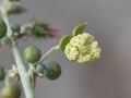 Ricinus communis castor oil plant shrub with large green leaves fruits with thorns and small light yellow flowers on defocused Royalty Free Stock Photo