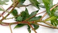 Ricinus communis castor plant fruits