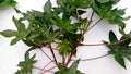 Ricinus communis castor plant new close up