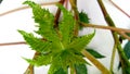 Ricinus communis castor plant new leaf