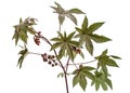 Ricinus communis, castorbean or castor-oil-plant, isolated on white background Royalty Free Stock Photo