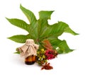 Ricinus communis, castorbean or castor-oil-plant Royalty Free Stock Photo