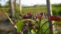 Ricinus communis or Jatropha leaf buds