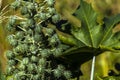 Ricinus communis L. plant, known as castor bean, on a farm in Brazil Royalty Free Stock Photo