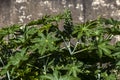 Ricinus communis L. plant, known as castor bean, on a farm in Brazil. Royalty Free Stock Photo