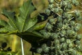 Ricinus communis L. plant, known as castor bean, on a farm Royalty Free Stock Photo