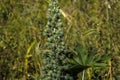 Ricinus communis L. plant, known as castor bean, on a farm in Brazil Royalty Free Stock Photo