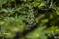 Ricinus communis L. plant, known as castor bean, on a farm in Brazil Royalty Free Stock Photo