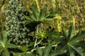 Ricinus communis L. plant, known as castor bean, on a farm in Brazil Royalty Free Stock Photo