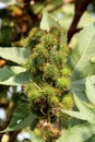 Ricinus Communis Nuts Hanging on the Tree Royalty Free Stock Photo