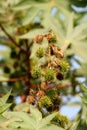 Ricinus Communis Nuts Hanging on the Tree Royalty Free Stock Photo