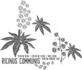 Ricinus communis plant silhouette vector illustration