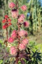 Ricinus communis red prickly fruits with white flowers in bloom