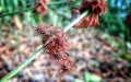 Ricinus on tree closeup view Royalty Free Stock Photo