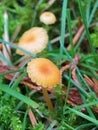 Rickenella fibula Mushrooms in a Lawn