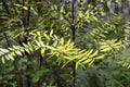 A Ricker, baby Kauri tree, at the Glenfern Bird Santuary