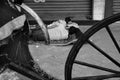 Rickshaw pullers in Kolkata