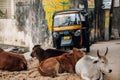Rickshaw and resting cows in Udaipur, India