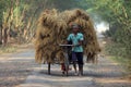 Rickshaw rider transports rice from the farm home