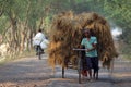 Rickshaw rider transports rice from the farm home