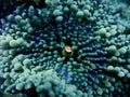 Ricordea florida, known as false coral Royalty Free Stock Photo