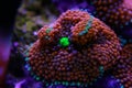 Ricordea mushroom is one of the most beautiful mushroom corals in the aquatic world Royalty Free Stock Photo