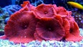 Ricordea mushroom is one of the most beautiful mushroom corals in the aquatic world Royalty Free Stock Photo