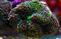 Ricordea mushroom is one of the most beautiful mushroom corals in the aquatic world Royalty Free Stock Photo