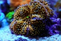 Ricordea soft mushroom coral with amazing coloration