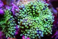 Ricordea soft mushroom coral with amazing coloration