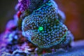 Ricordea mushroom is one of the most beautiful mushroom corals in the aquatic world Royalty Free Stock Photo