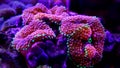 Ricordea mushroom is one of the most beautiful mushroom corals in the aquatic world Royalty Free Stock Photo