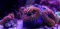 Ricordea mushroom is one of the most beautiful mushroom corals in the aquatic world Royalty Free Stock Photo