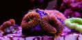 Ricordea mushroom is one of the most beautiful mushroom corals in the aquatic world