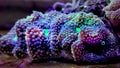 Ricordea mushroom is one of the most beautiful mushroom corals in the aquatic world Royalty Free Stock Photo