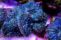 Ricordea mushroom is world top expensive mushroom corals in the aquatic world Royalty Free Stock Photo
