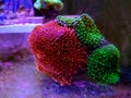 Ricordea yuma polyps ear mushroom coral - Ricordeidae sp. Royalty Free Stock Photo