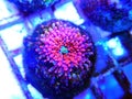 Ricordea yuma polyps ear mushroom coral - Ricordeidae sp. Royalty Free Stock Photo