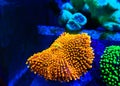 Ricordea yuma polyps ear mushroom coral - Ricordeidae sp. Royalty Free Stock Photo