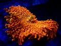 Ricordea yuma polyps ear mushroom coral - Ricordeidae sp. Royalty Free Stock Photo