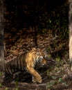 Riddhi the tigress coming out from the Raj Bhag remains