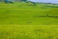 Ride on the broad grassland Royalty Free Stock Photo