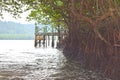 Ride through Mangrove Trees and Forest via Boating in Water - Baratang Island, Andaman Nicobar Islands, India