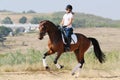 Rider on bay dressage horse, going gallop