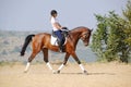 Rider on bay dressage horse, going trot Royalty Free Stock Photo