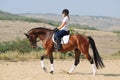 Rider on bay dressage horse, going walk Royalty Free Stock Photo