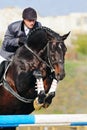 Rider on bay horse in jumping show Royalty Free Stock Photo