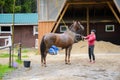 Rider cleans the horse. Royalty Free Stock Photo