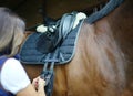 Rider fastening saddle-girth on horse. Equestian background. Horse riding sport. Royalty Free Stock Photo