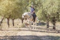 A rider with his white horse and his dog Royalty Free Stock Photo